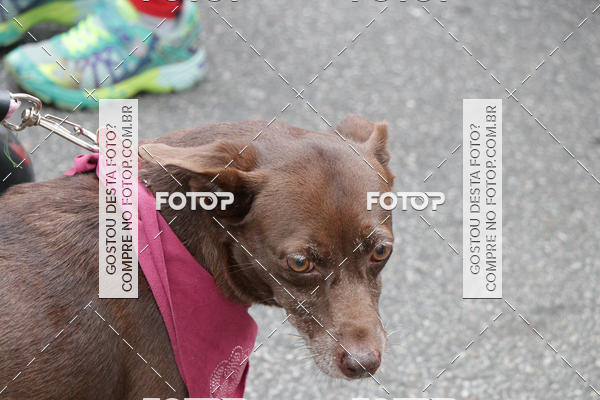 Buy your photos of the event13� C�ominhada - Santos on Fotop