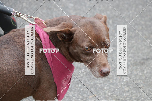 Buy your photos of the event13� C�ominhada - Santos on Fotop