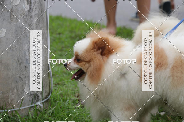 Buy your photos of the event13� C�ominhada - Santos on Fotop