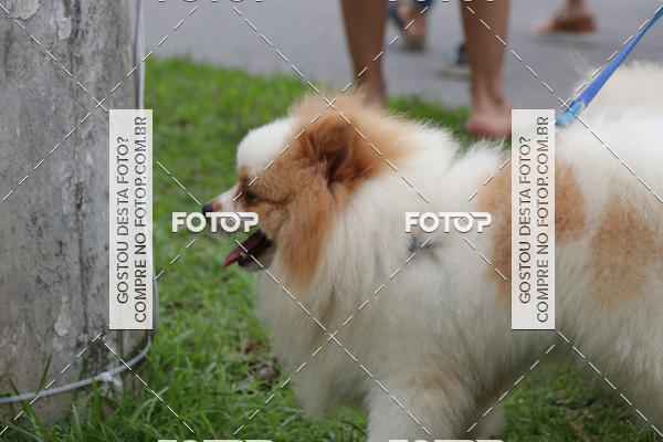 Buy your photos of the event13� C�ominhada - Santos on Fotop