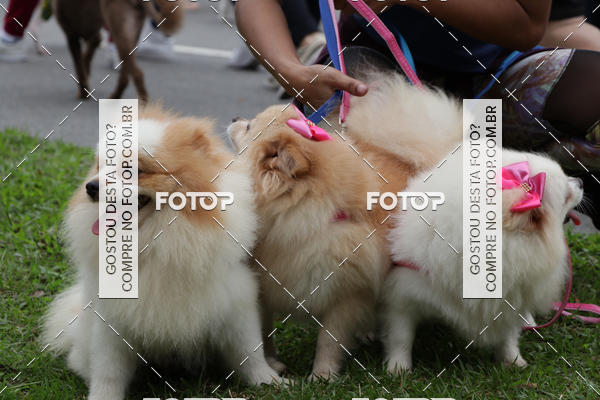 Buy your photos of the event13� C�ominhada - Santos on Fotop