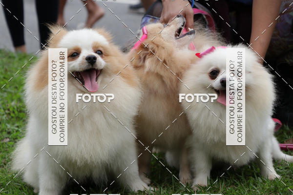 Buy your photos of the event13� C�ominhada - Santos on Fotop