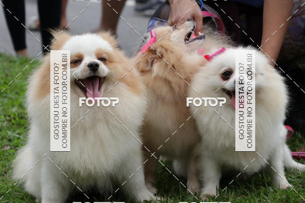 Buy your photos of the event13� C�ominhada - Santos on Fotop