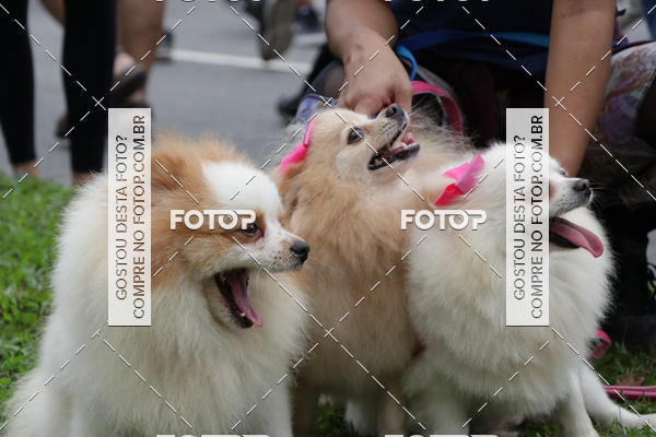 Buy your photos of the event13� C�ominhada - Santos on Fotop