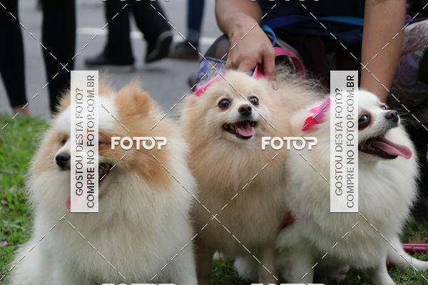 Buy your photos of the event13� C�ominhada - Santos on Fotop