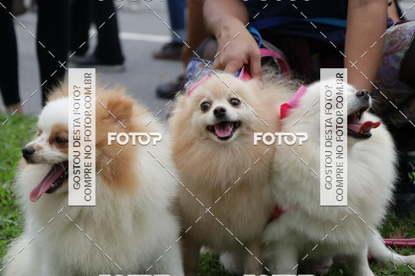 Buy your photos of the event13� C�ominhada - Santos on Fotop