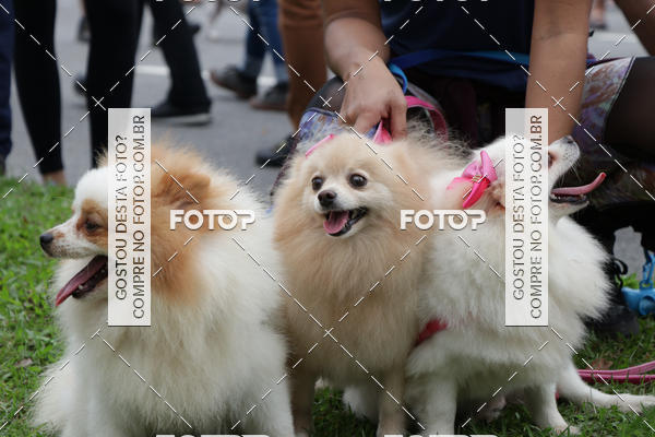 Buy your photos of the event13� C�ominhada - Santos on Fotop