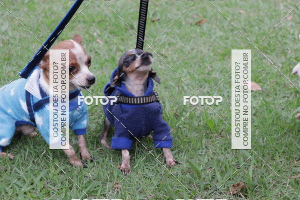 Buy your photos of the event13� C�ominhada - Santos on Fotop