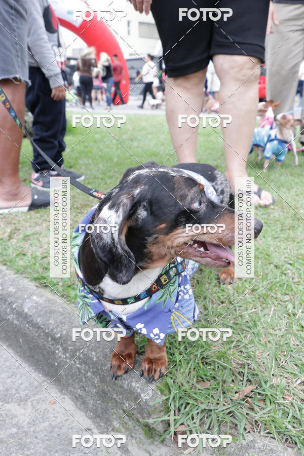 Buy your photos of the event13� C�ominhada - Santos on Fotop