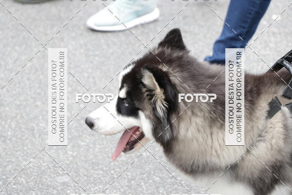 Buy your photos of the event13� C�ominhada - Santos on Fotop