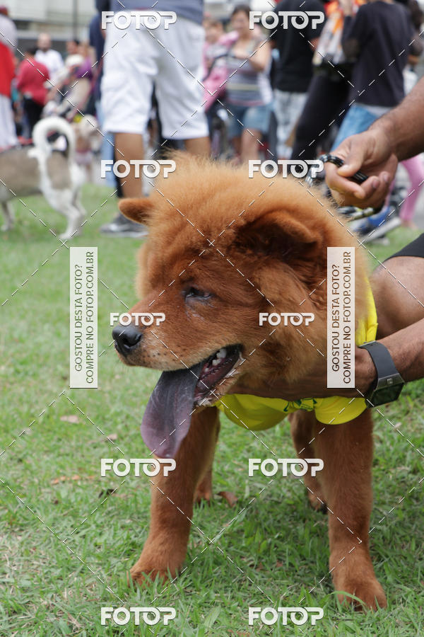 Buy your photos of the event13� C�ominhada - Santos on Fotop