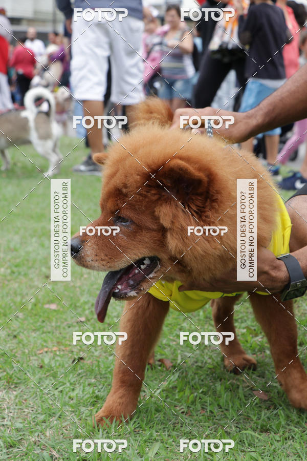Buy your photos of the event13� C�ominhada - Santos on Fotop