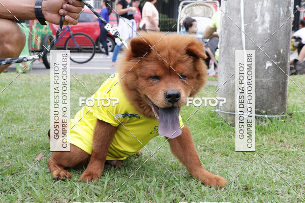 Buy your photos of the event13� C�ominhada - Santos on Fotop