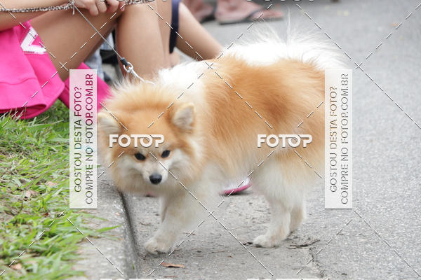 Buy your photos of the event13� C�ominhada - Santos on Fotop