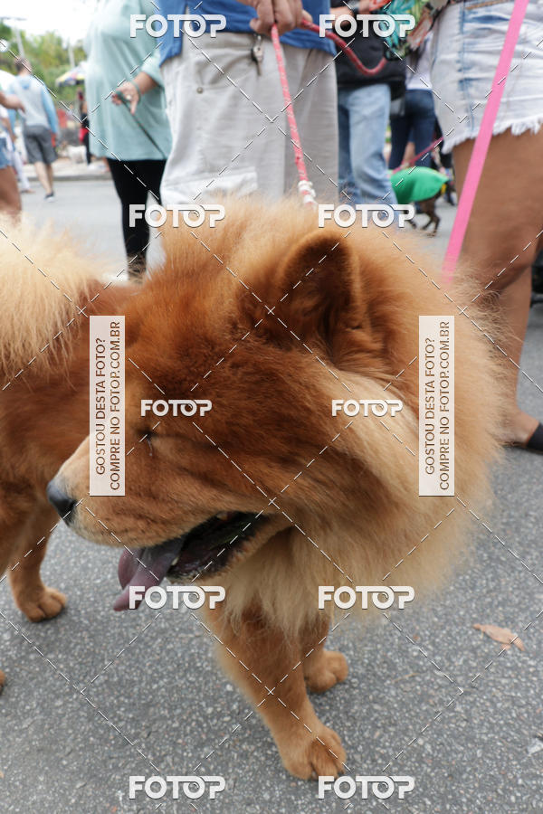 Buy your photos of the event13� C�ominhada - Santos on Fotop