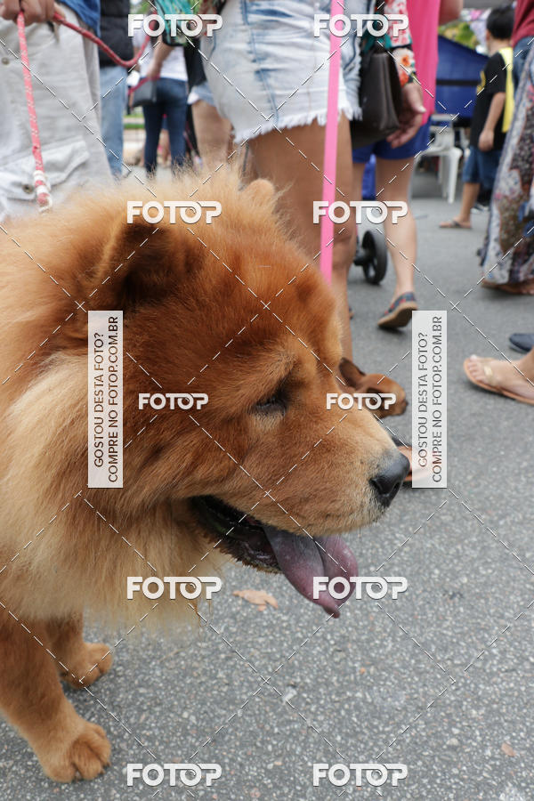 Buy your photos of the event13� C�ominhada - Santos on Fotop