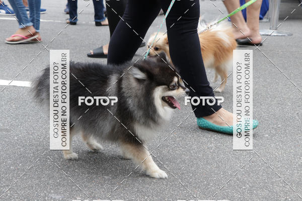 Buy your photos of the event13� C�ominhada - Santos on Fotop