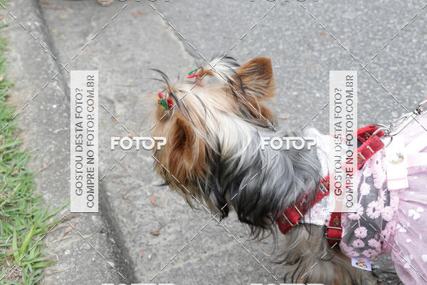 Buy your photos of the event13� C�ominhada - Santos on Fotop