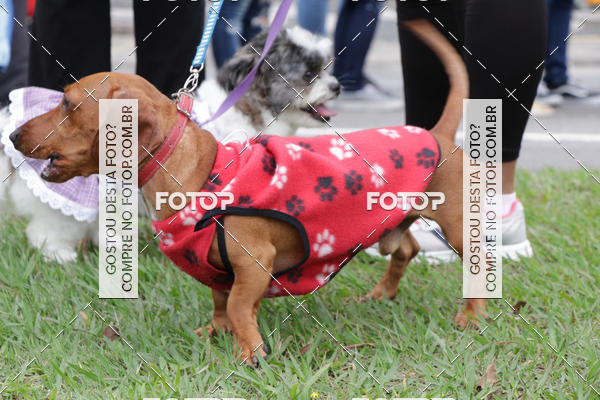 Buy your photos of the event13 Cominhada - Santos on Fotop