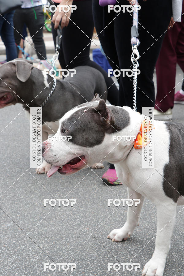 Buy your photos of the event13� C�ominhada - Santos on Fotop