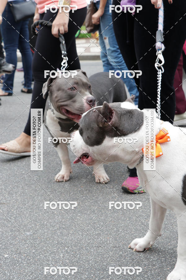 Buy your photos of the event13� C�ominhada - Santos on Fotop