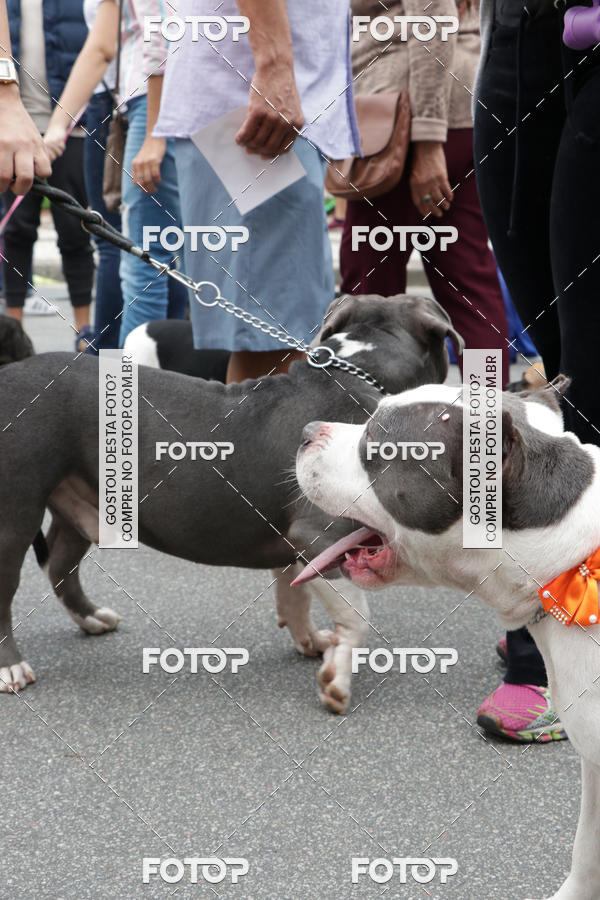 Buy your photos of the event13� C�ominhada - Santos on Fotop