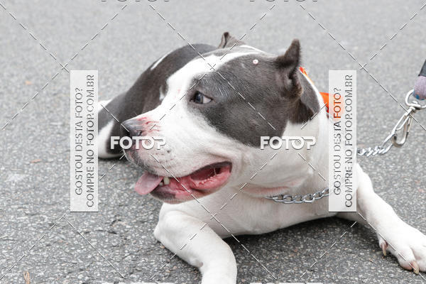 Buy your photos of the event13� C�ominhada - Santos on Fotop