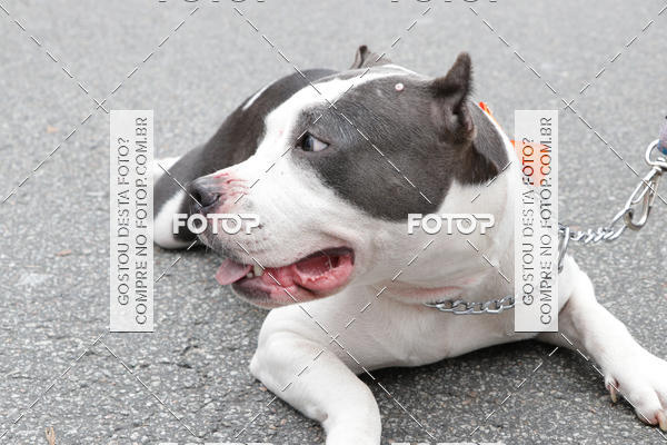 Buy your photos of the event13� C�ominhada - Santos on Fotop