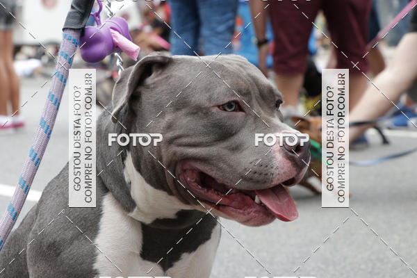 Buy your photos of the event13� C�ominhada - Santos on Fotop