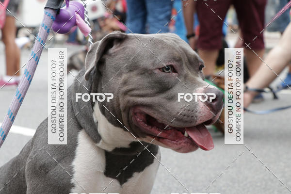 Buy your photos of the event13� C�ominhada - Santos on Fotop