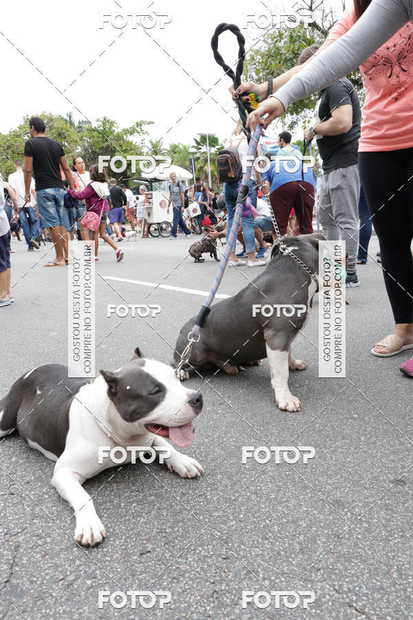 Buy your photos of the event13� C�ominhada - Santos on Fotop