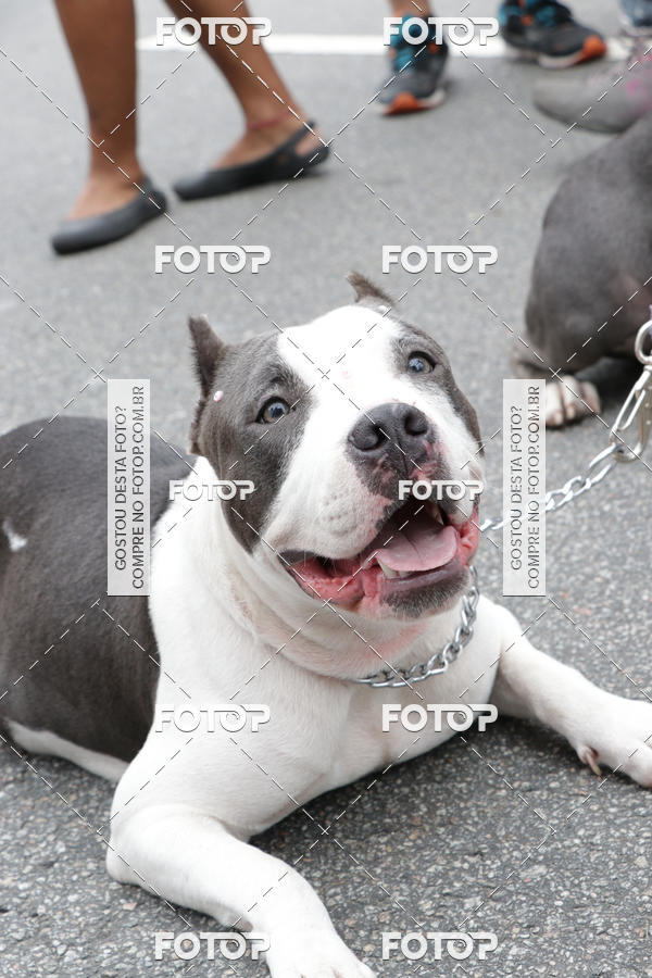 Buy your photos of the event13� C�ominhada - Santos on Fotop