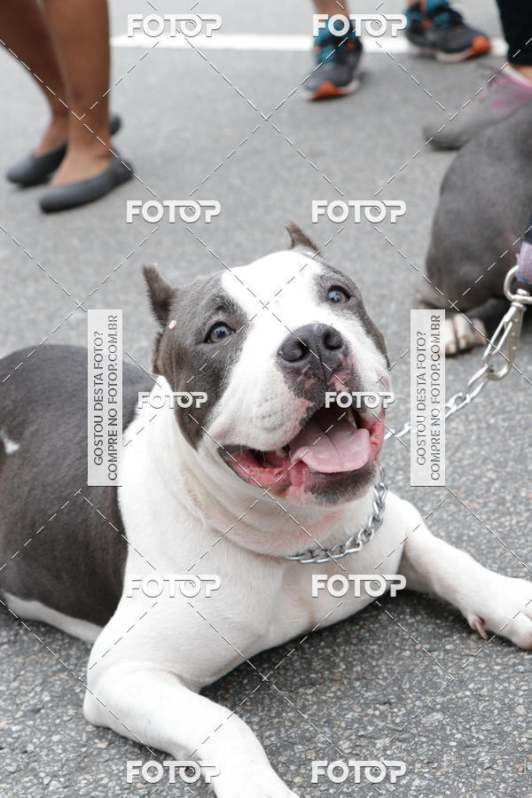 Buy your photos of the event13� C�ominhada - Santos on Fotop