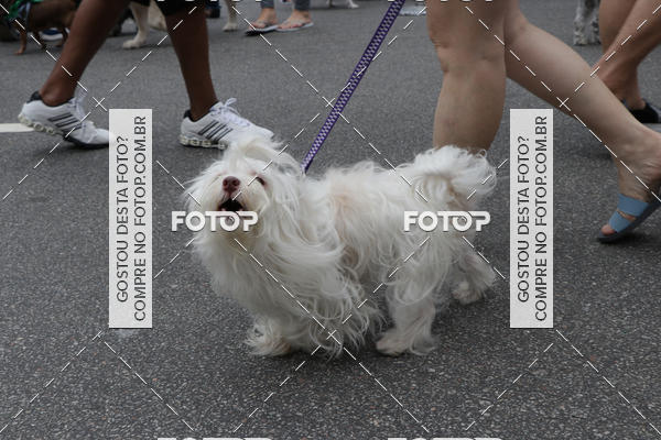 Buy your photos of the event13� C�ominhada - Santos on Fotop