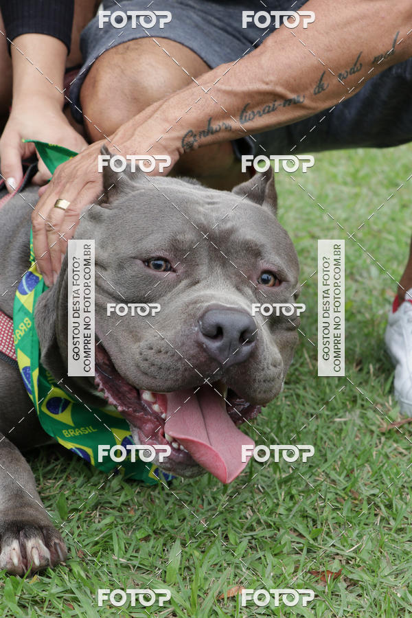 Buy your photos of the event13� C�ominhada - Santos on Fotop