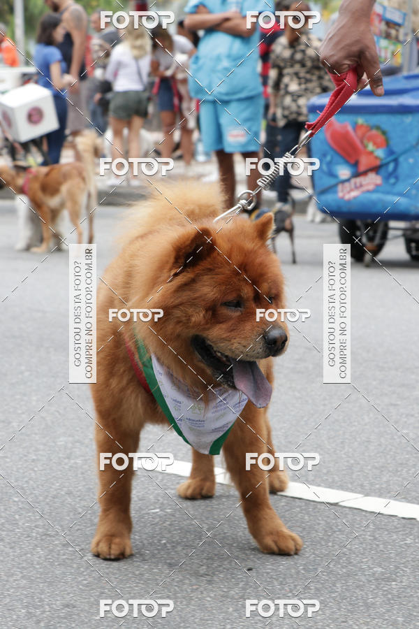 Buy your photos of the event13� C�ominhada - Santos on Fotop
