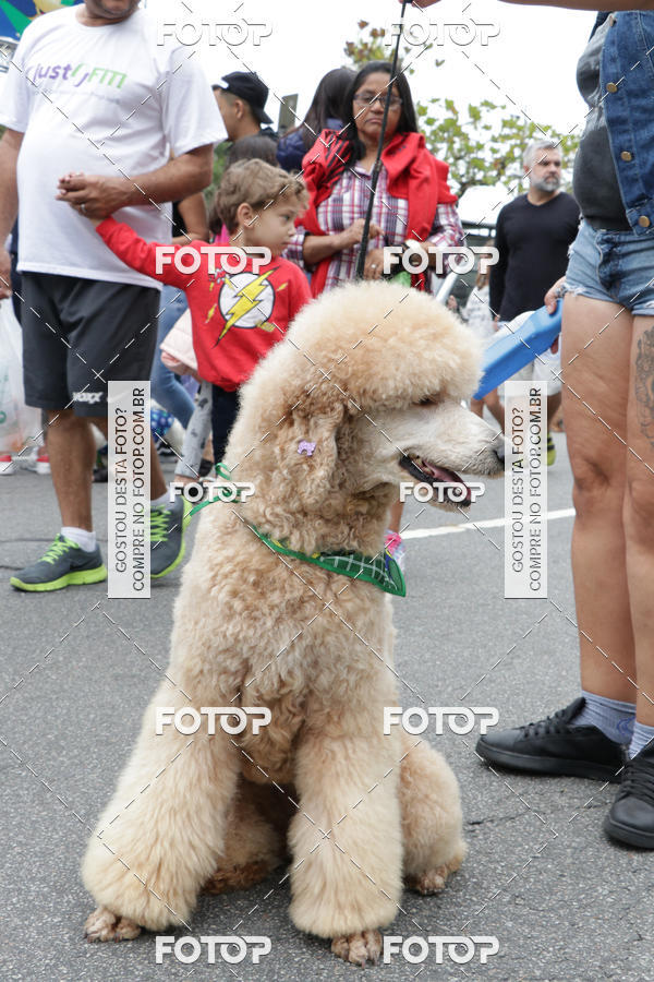 Buy your photos of the event13� C�ominhada - Santos on Fotop