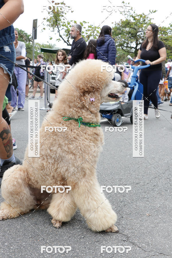 Buy your photos of the event13� C�ominhada - Santos on Fotop