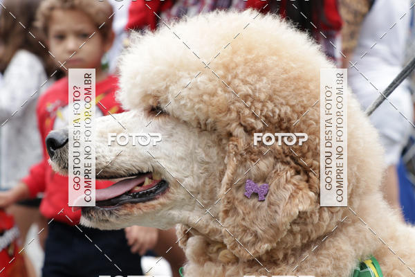 Buy your photos of the event13� C�ominhada - Santos on Fotop