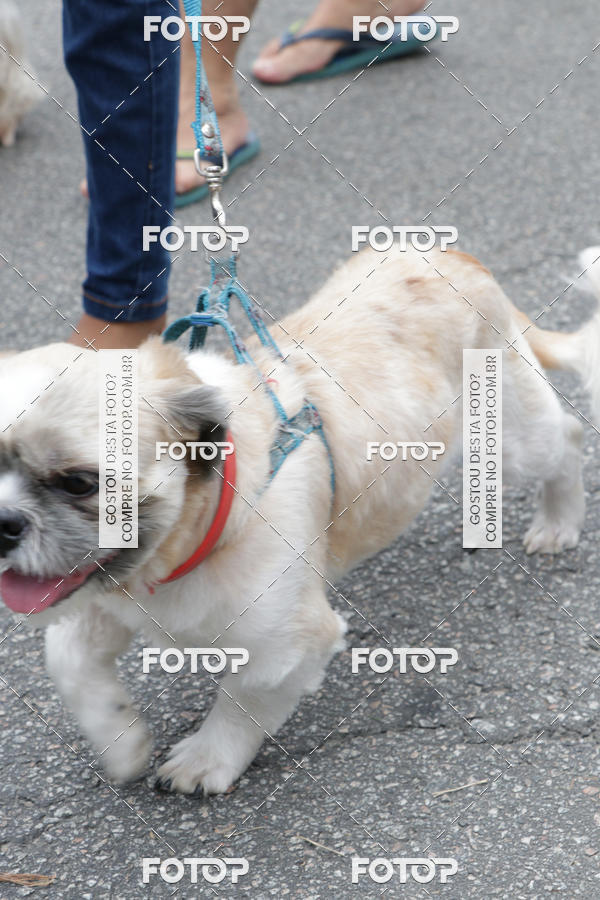 Buy your photos of the event13� C�ominhada - Santos on Fotop