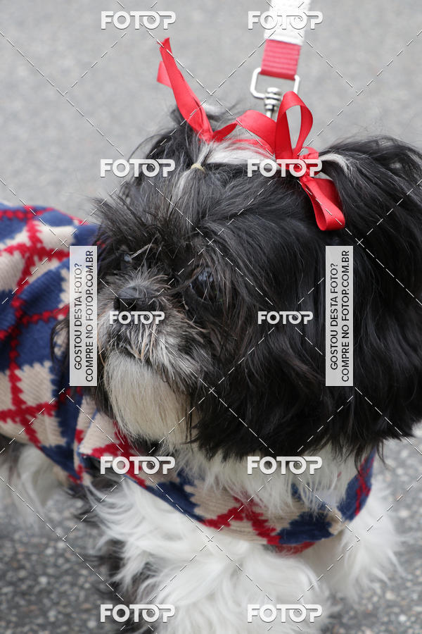 Buy your photos of the event13� C�ominhada - Santos on Fotop