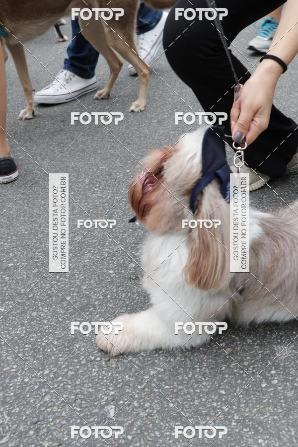 Buy your photos of the event13� C�ominhada - Santos on Fotop