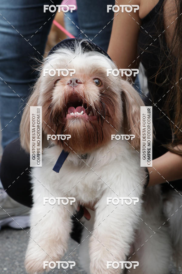 Buy your photos of the event13� C�ominhada - Santos on Fotop