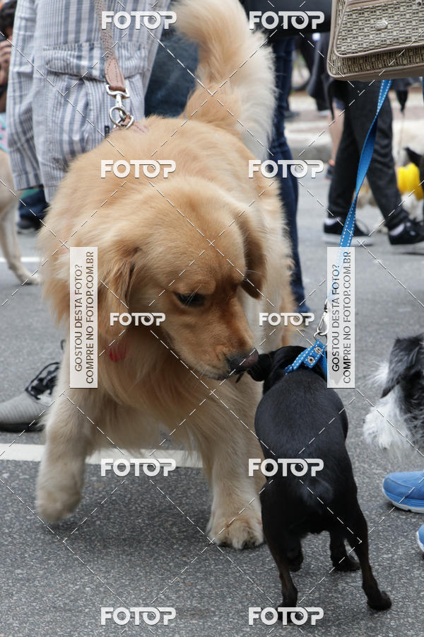 Buy your photos of the event13� C�ominhada - Santos on Fotop