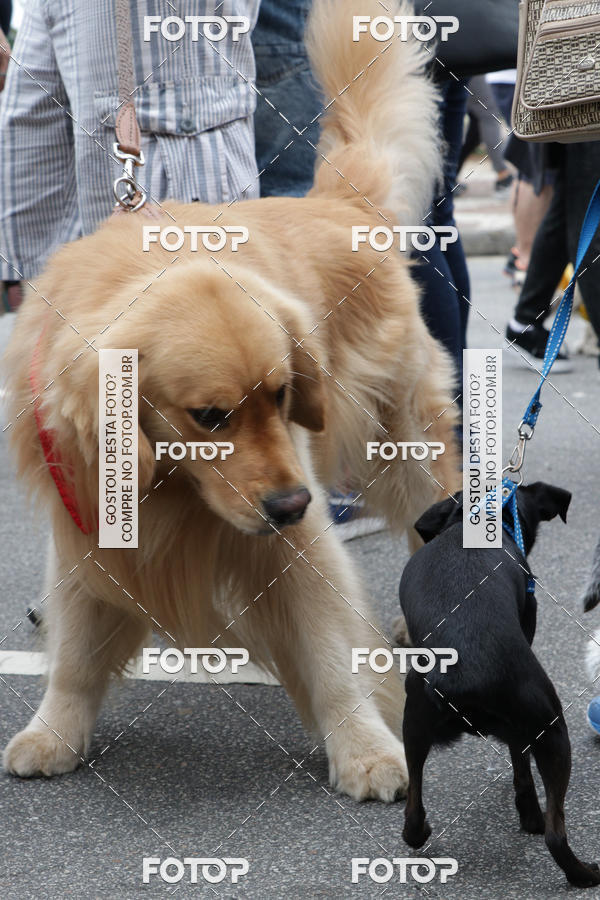 Buy your photos of the event13� C�ominhada - Santos on Fotop