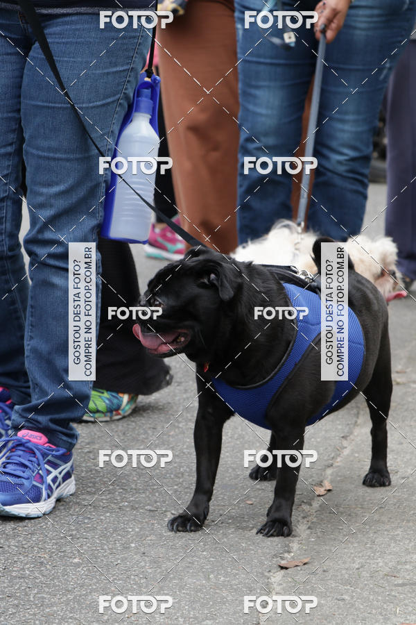 Buy your photos of the event13� C�ominhada - Santos on Fotop