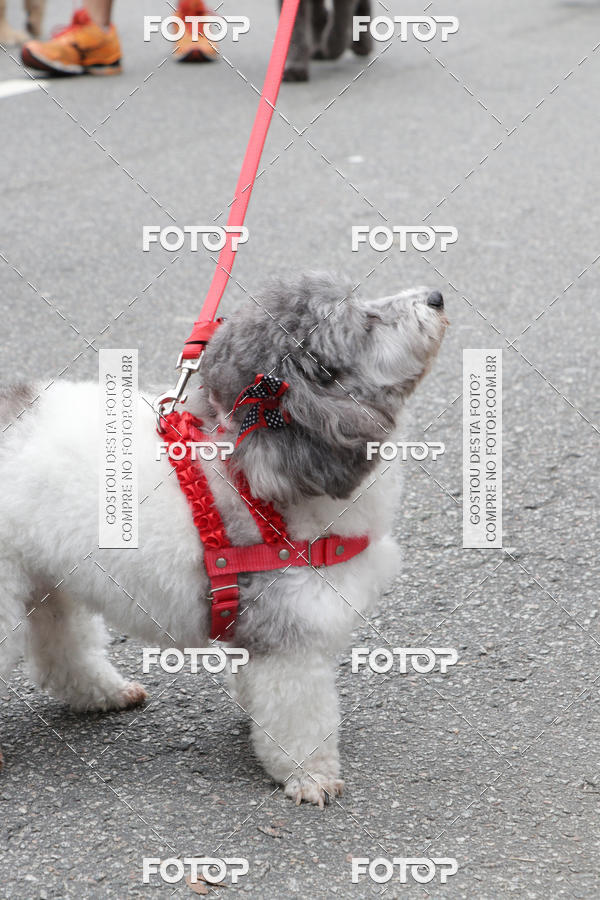 Buy your photos of the event13� C�ominhada - Santos on Fotop