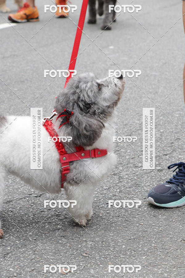 Buy your photos of the event13� C�ominhada - Santos on Fotop