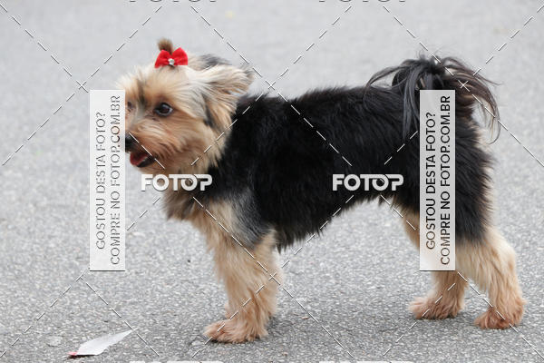 Buy your photos of the event13� C�ominhada - Santos on Fotop