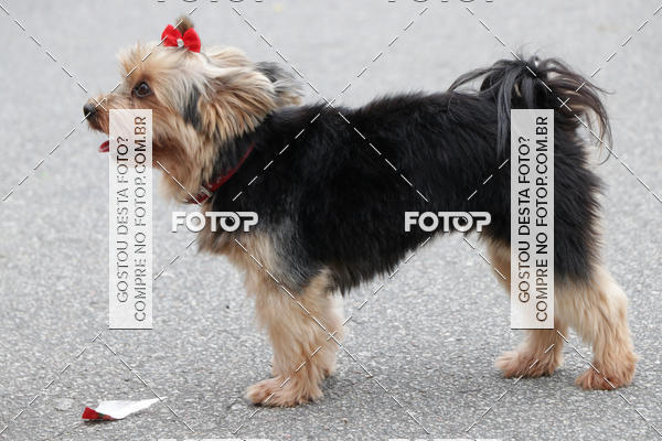 Buy your photos of the event13� C�ominhada - Santos on Fotop